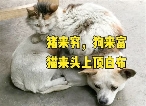 豬來窮 狗來富 貓來起大厝|【文薈館｜招財小動物】越汪越旺狗來富